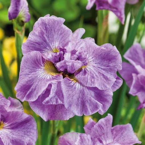 Bulbi Iris Sibirica - Parfait – Pachet 1 Bulb - Aqua Flowers