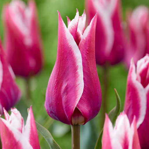 Bulbi Lalele Claudia – Pachet 5 Bulbi