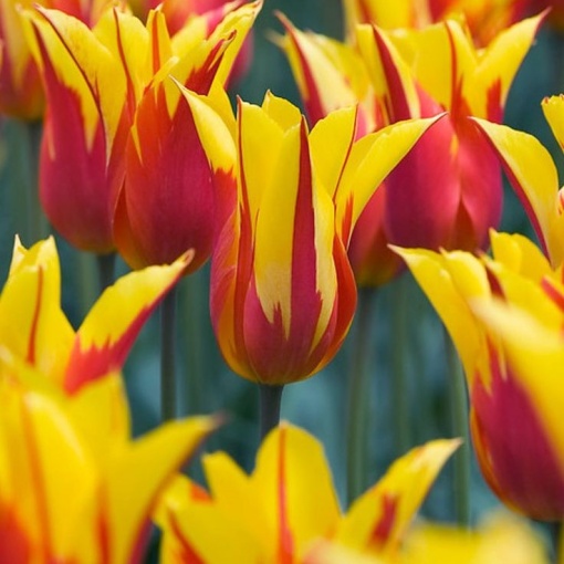 Bulbi Lalele Fire Wings – Pachet 5 Bulbi