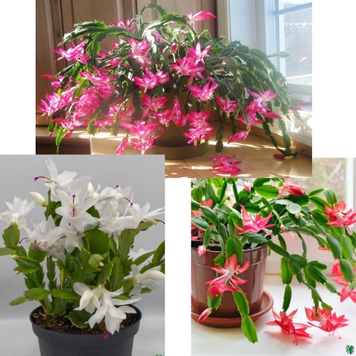 Crăciunel Mix 3 Culori - Schlumbergera la Ghiveci, Înălțime 20-25 cm - Aqua Flowers