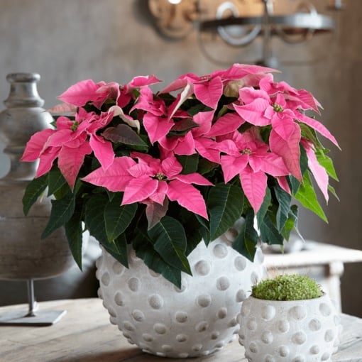 Floarea Crăciunului - Crăciuniță - Poinsettia Premium Pink la Ghiveci, 25-30 cm Înălțime - Aqua Flowers