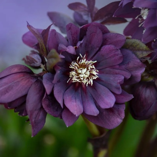Helleborus - Spânz - Double Ellen Purple – Pachet 1 Rădăcină
