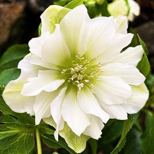 Helleborus - Spânz - Double Viv Micaela – Pachet 1 Rădăcină - Aqua Flowers