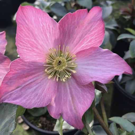 Helleborus - Spânz - Rosemary – Pachet 1 Rădăcină
