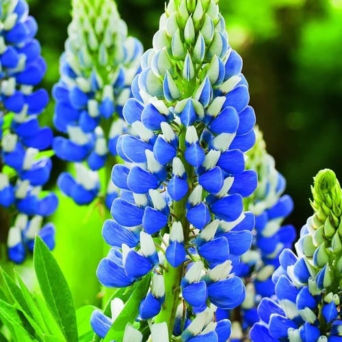 Lupinus - King Blue White – Pachet 1 Rădăcină - Aqua Flowers