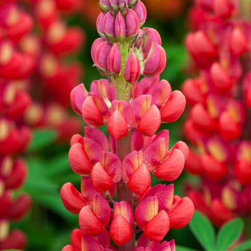 Lupinus - Red Rum – Pachet 1 Rădăcină - Aqua Flowers