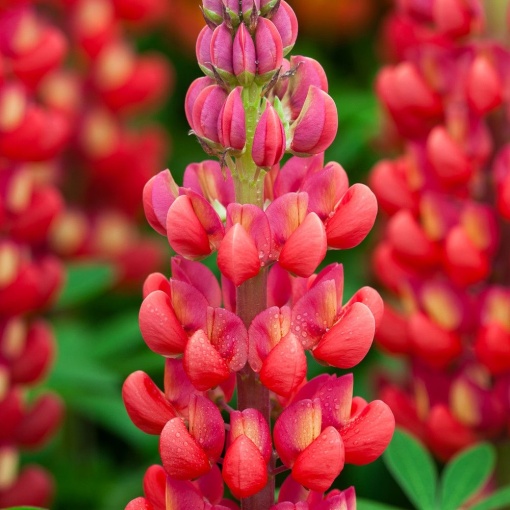 Lupinus - Red Rum – Pachet 1 Rădăcină