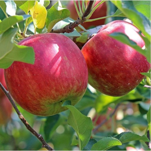 Măr Florina - Rădăcină Ambalată - Soi Rezistent și Productiv