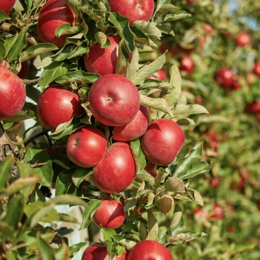 Măr Idared - Anul 2-3 - Înălţime la livrare 170-190 cm