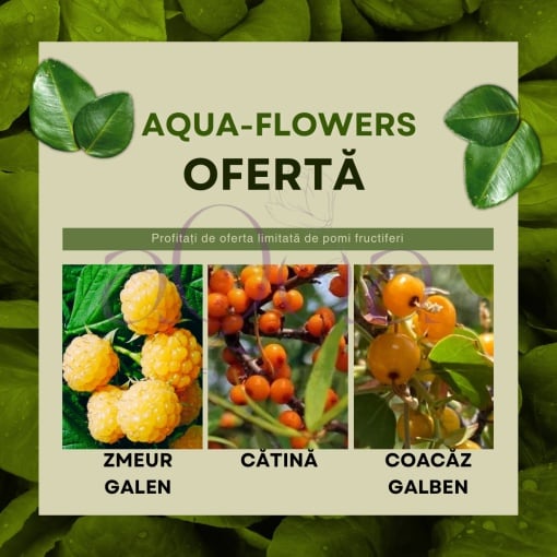 Ofertă! Coacăz Galben, Zmeur Galben și Cătină - Rădăcină Ambalată - Aqua Flowers