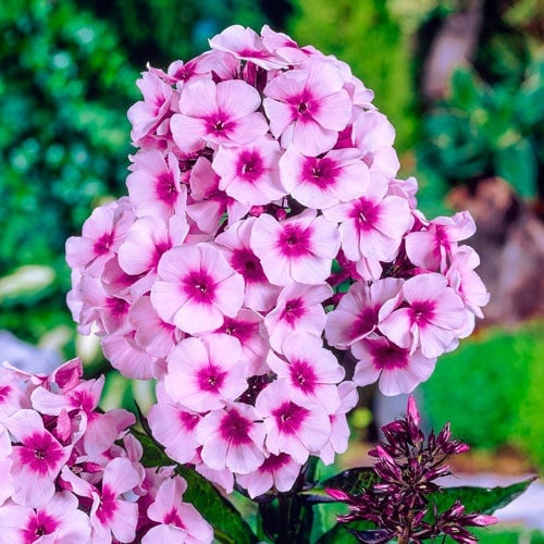 Phlox - Bright Eyes Brumrele – Pachet 1 rădăcină - Aqua Flowers