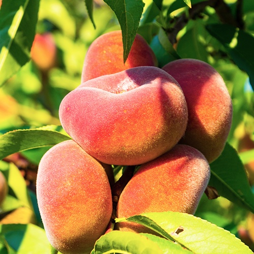 Piersic - Paraguay Angel - Piersici plate - Anul 2-3 - Înălţime la livrare 170-190 cm