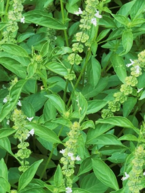 Plante aromatice - Busuioc - Aqua Flowers