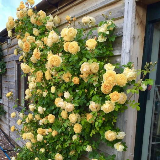 Trandafiri cățǎrători - Golden Showers - Ghiveci 2L - Aqua Flowers