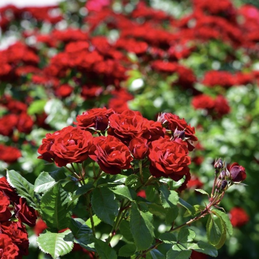 Trandafiri Floribunda - Red - Ghiveci 2L - Anul 3