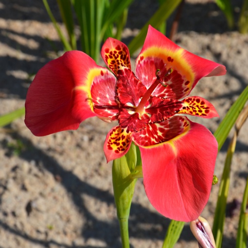 Trigridia - Red – Pachet 5 bulbi