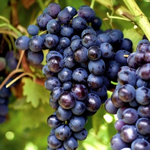 Vita de Vie - Kismis Moldavski - Seedless(Fără Sâmburi) - Rădăcină Ambalată Anul 2