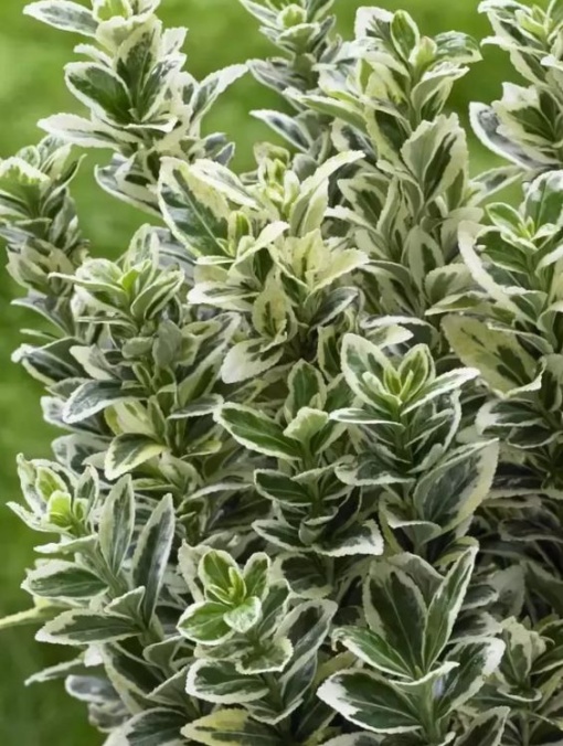 Arbore/arbust - Euonymus - rădăcină ambalată - Aqua Flowers