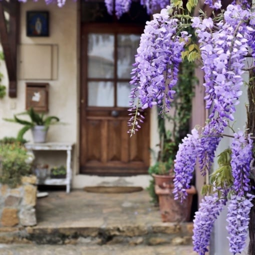 Arbore/arbust - Glicina (Wisteria) - rădăcină ambalată - Aqua Flowers