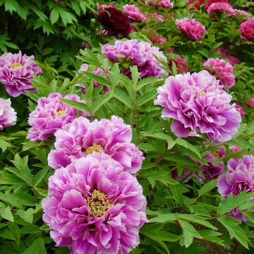 Arbust ornamental - Bujor arbustiv Fu Gui Man Tang - ghiveci 3L - Aqua Flowers