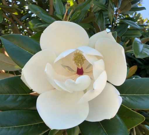 Arbust ornamental - Magnolia Grandiflora Francois Treyve - ghiveci - Aqua Flowers