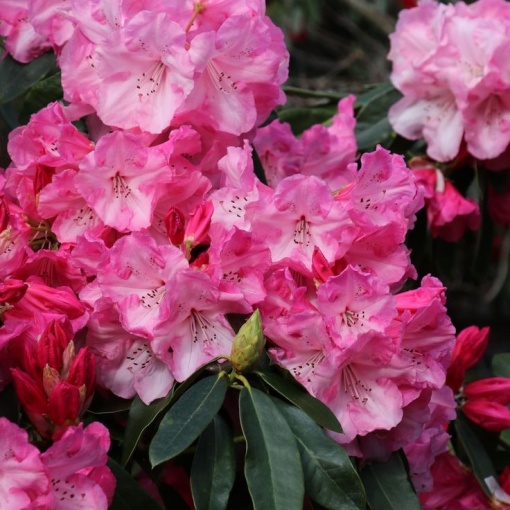 Arbust ornamental - Rhododendron Dame Nellie Melba (roz) - Ghiveci