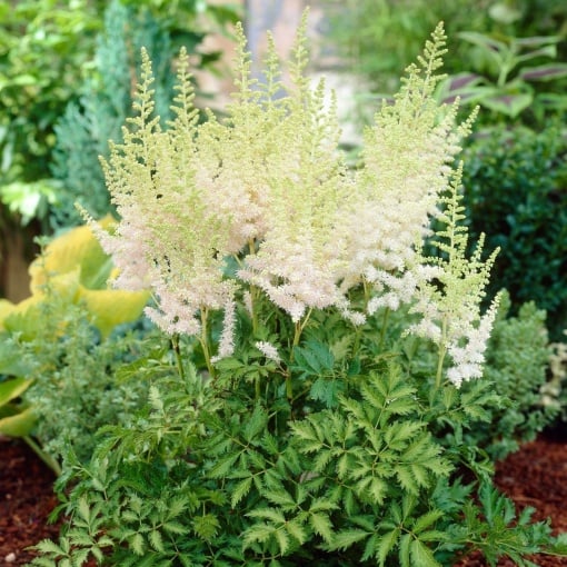 Astilbe - Milk and Honey – Pachet 1 Rădăcină - Aqua Flowers