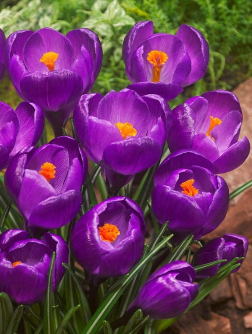 Branduse - Crocus - Flower Record Pachet 5 Bulbi