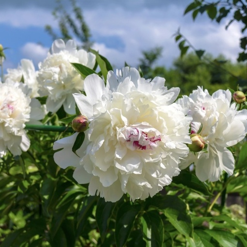 Bujor - Festiva Maxima – Pachet 1 rădăcină - Aqua Flowers