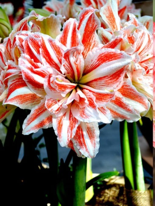 Bulbi Amaryllis - Dancing Queen - Aqua Flowers