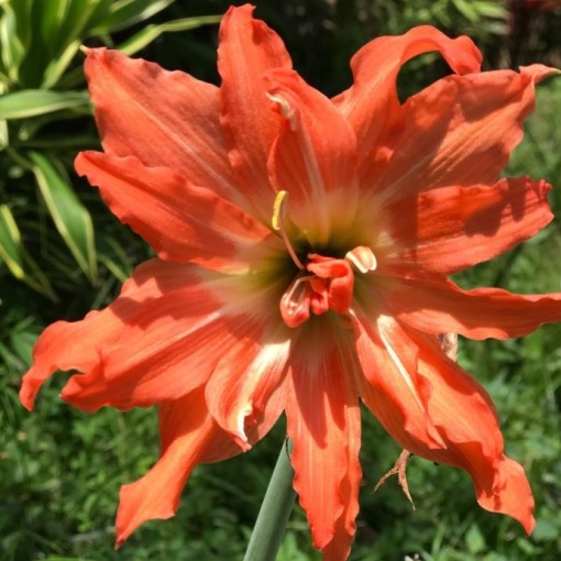 Bulbi Amaryllis - Puniceum Alberti - 1 bulb