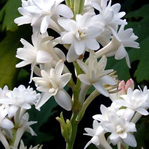 Bulbi de Tuberoza "The Pearl" – Pachet 3 Bulbi - Aqua Flowers