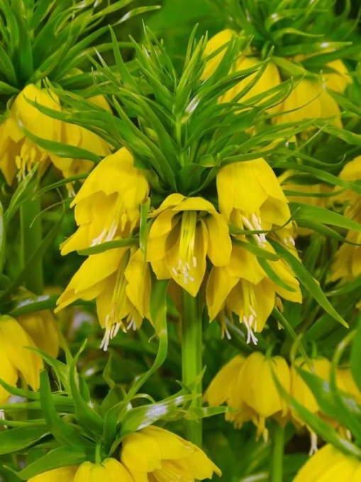 Bulbi Fritillaria - Imperialis Lutea - Aqua Flowers