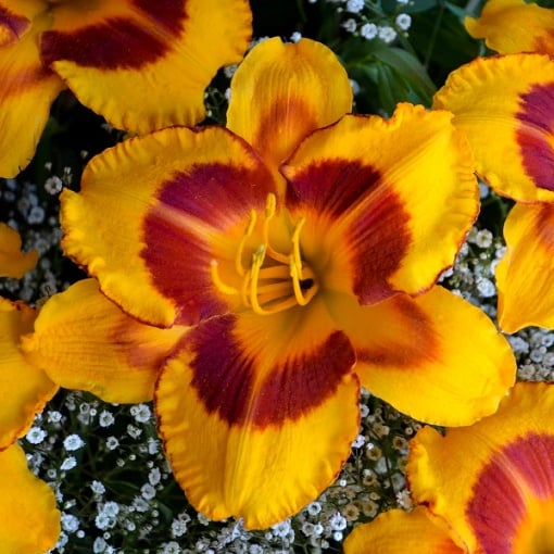 Bulbi Hemerocallis - Fooled me – Pachet 1 Bulb - Aqua Flowers