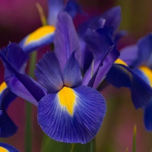 Bulbi Iris Hollandica - Pachet 5 Bulbi