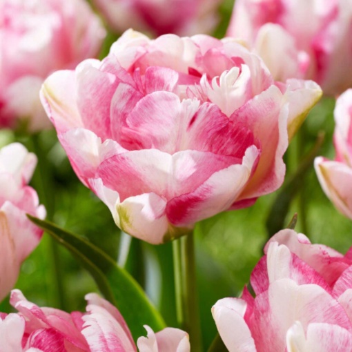 Bulbi Lalele Double Shake – Pachet 5 Bulbi