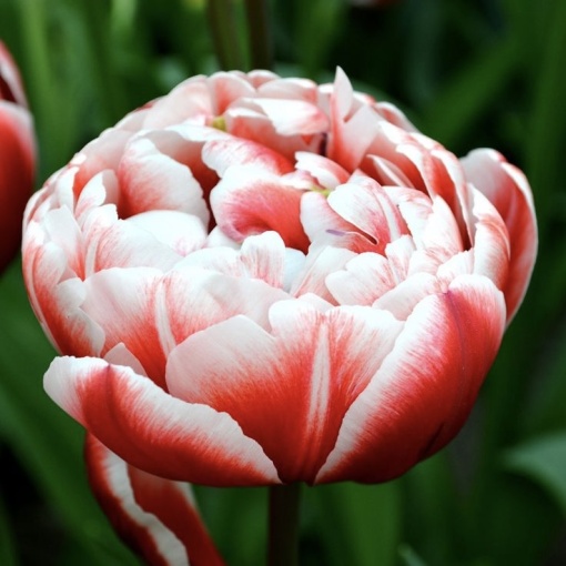 Bulbi Lalele Voicemail – Pachet 5 Bulbi