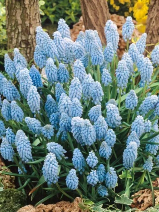 Bulbi Muscari - Valerie Finnis (10 bulbi) - Aqua Flowers