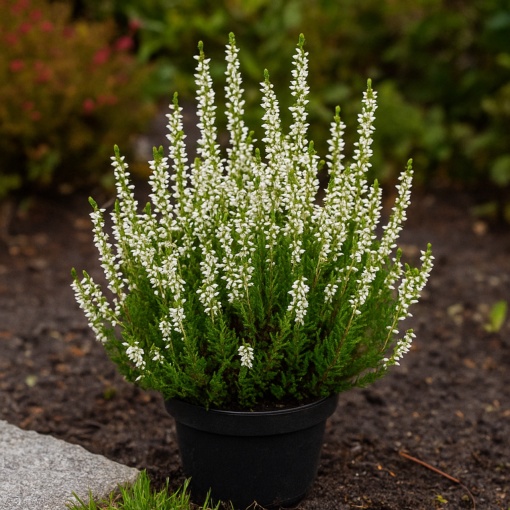 Calluna vulgaris White – Ghiveci