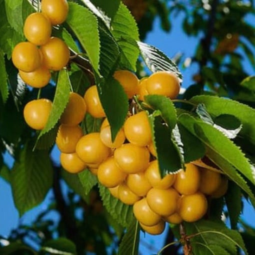 Cireș Galben Donissen Bigarreau - Rădăcină Ambalată, Anul 2 - Soi Dulce și Productiv pentru Grădină - Aqua Flowers