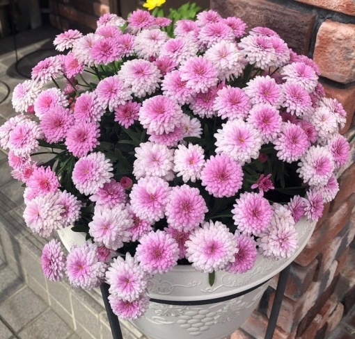 Crizantemă Roz – Ghiveci