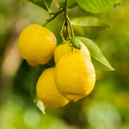 Lămâi Trifoliat - Rezistent la -20 grade - Poncirus Trifoliata - Ghiveci 5L