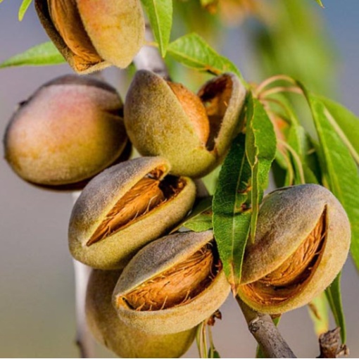 Migdal Genco - Anul 2-3 - Înălţime la livrare 170-190 cm - Img 1