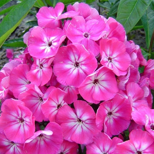 Phlox - Pink Brumrele – Pachet 1 rădăcină - Aqua Flowers