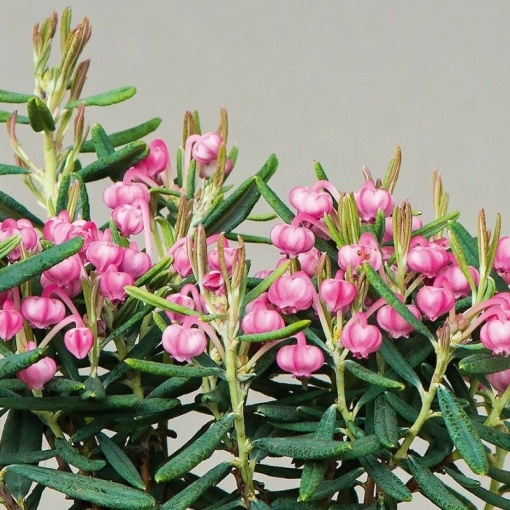 Plantă de exterior - Andromeda polifolia – Plantă la ghiveci - Aqua Flowers