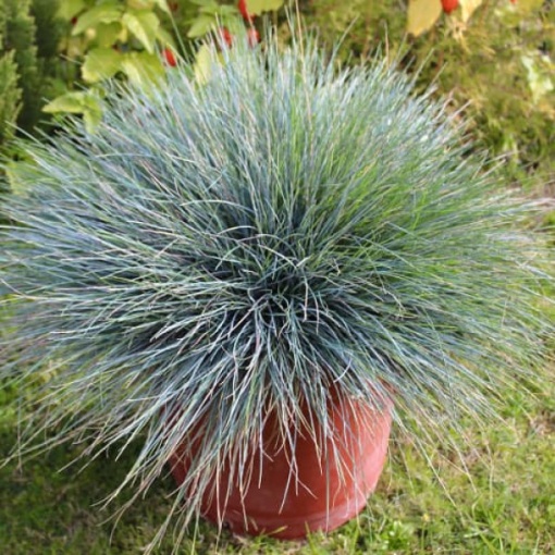Plantă decorativă - Festuca glauca 'Compacta Blue' - Ghiveci - Marime la livrare 3-40cm - Aqua Flowers