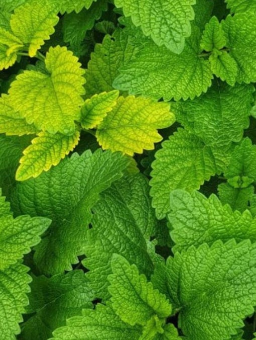 Plante aromatice - Menta - Aqua Flowers