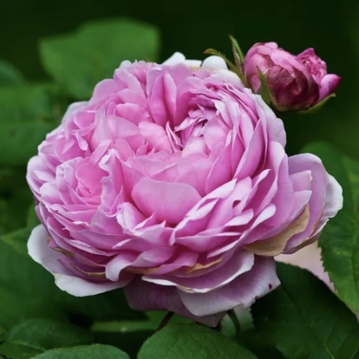 Trandafiri de Dulceata - Jacques Cartier - Ghiveci 2L - Aqua Flowers
