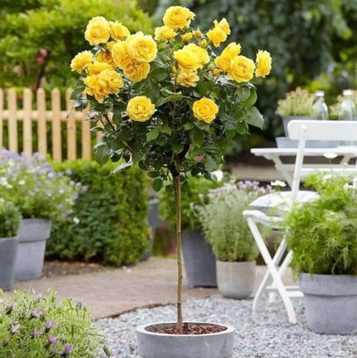 Trandafiri pomișor - Royal Yellow Parfumat - Aqua Flowers