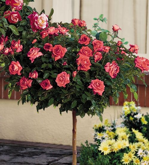 Trandafiri Pomisor - Roza Wielkokwiatowa - Ghiveci 5L - Anul 2 - înălțime 140-160 cm la livrare - Aqua Flowers
